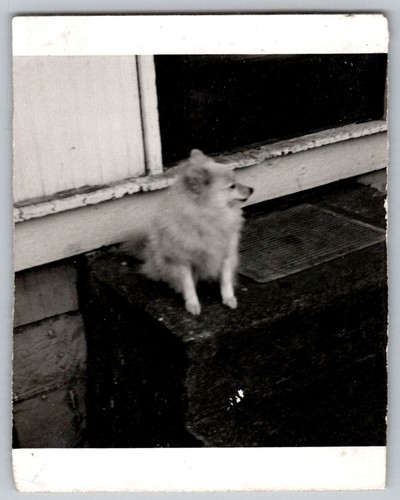 Vtg snapshot fluffy - vtg, b&w